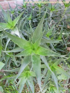 Aloe trepador (Aloe ciliaris)