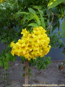 Bignonia amarilla (Tecoma stans) - Flor