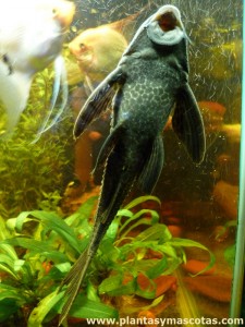 Pleco (Hypostomus plecostomus) pegado al vidrio