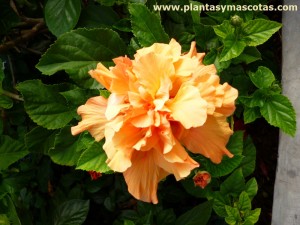 Flor doble de Hibisco o Cucarda (Hibiscus rosa-sinensis)