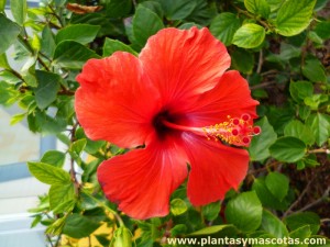 Hibisco o Cucarda (Hibiscus rosa-sinensis)