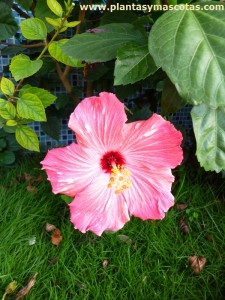 Flor rosada de Hibisco o Cucarda (Hibiscus rosa-sinensis)