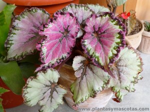 Begonia Rex