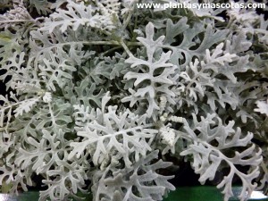 Cineraria gris o Dusty miller (senecio cineraria)