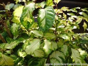 Aralia guilfoylei, Aralia cortina (Polyscias guilfoylei "variegata")