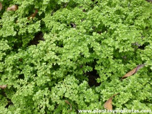 Lentejita (Pilea microphyla)