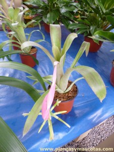 Billbergia distachia