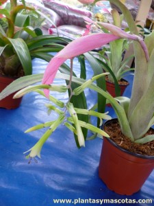 Billbergia distachia - Flor