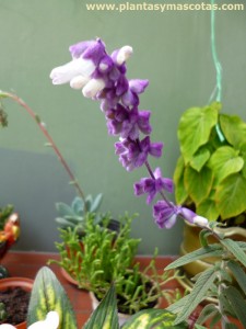 Salvia morada (Salvia leucantha) - Flor