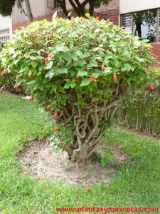 Malvavisco, Falso hibisco (Malvaviscus arboreus)