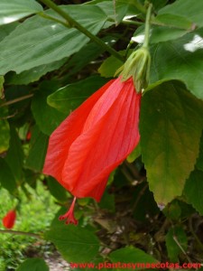 Malvavisco, Falso hibisco (Malvaviscus arboreus) - Flor