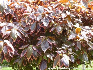 Acalifa Picta (Acalypha godseffiana) - Hojas