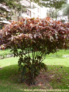 Acalifa Picta (Acalypha godseffiana)