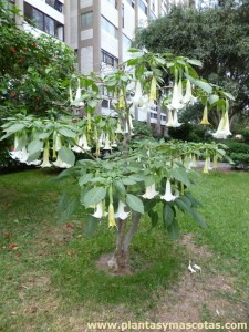 Floripondio (Brugmansia arborea)
