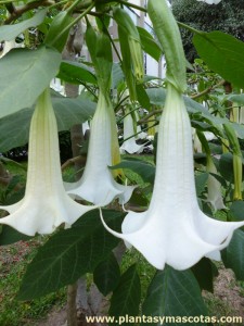 Floripondio (Brugmansia arborea) - Flor