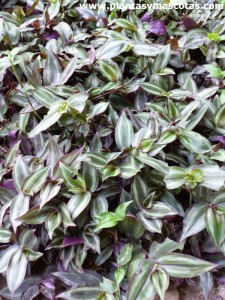 Zebrina, Zebrina péndula, Pamplinas (Tradescantia zebrina)