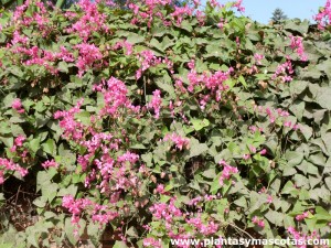 Bellísima (Antigonon leptopus)