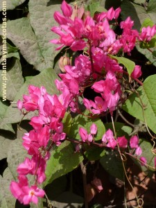 Bellísima (Antigonon leptopus) - Flores