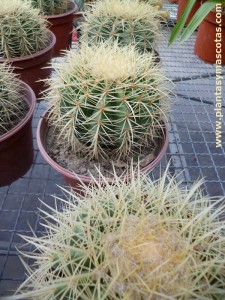 Asiento de suegra, Barril de oro (Echinocactus grusonii)