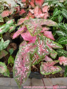 Corazón de Jesús, Caladio (Caladium bicolor)