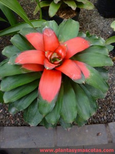 Neoregelia King´s Ransom