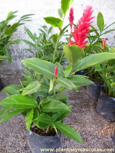 Red Ginger (Alpinia purpurata)