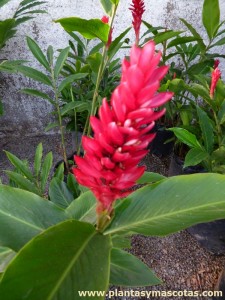 Jengibre rojo (Alpinia purpurata)