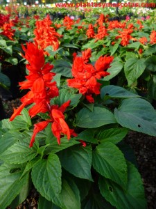 Salvia roja (Salvia splendens)