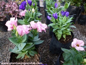 Eustoma grandiflorum