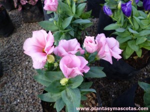 Lisianthus (Eustoma grandiflorum)