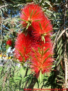 Escobillón de botella (Callistemon viminalis) - Flor