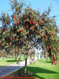 Escobillón de botella (Callistemon viminalis)