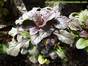 Ajuga negra, Ajuga Black Scallop (Ajuga reptans "Black Scallop")