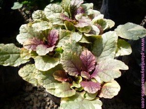 Ajuga rosada, Ajuga Burgundy Glow (Ajuga reptans "Burgundy Glow")