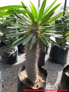 Palmera de Madagascar, Pachipodio (Pachypodium lamerei)