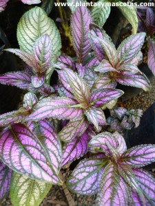 Escudo Persa (Strobilanthes dyerianus)