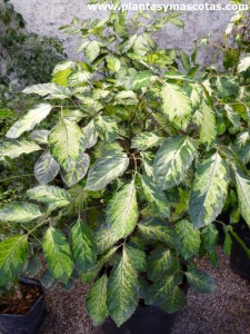 Aralia guilfoylei (Polyscias guilfoylei "variegata")