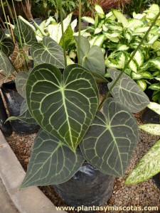 Anthurium clarinervium