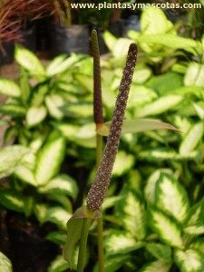 Anthurium clarinervium - Flor