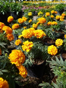 Tagetes, Rosa de la India (Tagetes erecta)