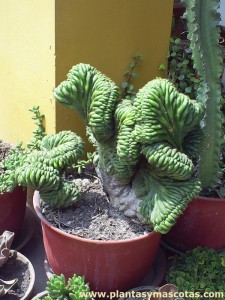 Cactus cerebro (Trichocereus pachanoi "cristata")