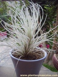 Tillandsia tectorum