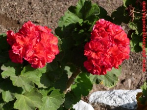 Geranio (Pelargonium x hortorum)