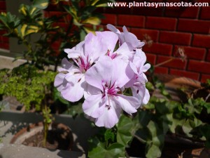 Gitanilla, Geranio hiedra, Murciana (Pelargonium peltatum)