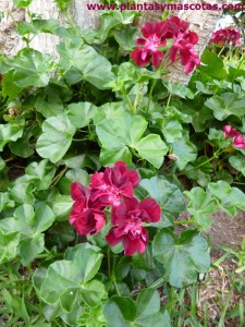 Gitanilla, Geranio hiedra, Hiedra, Murciana (Pelargonium peltatum "Black magic")