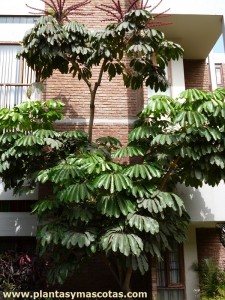 Chiflera gigante, Cheflera gigante, Árbol paráguas (Schefflera actinophylla)