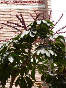 Chiflera gigante, Cheflera gigante, Árbol paráguas (Schefflera actinophylla) - Flor
