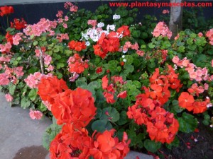 Geranio, Geranio común (Pelargonium hortorum)