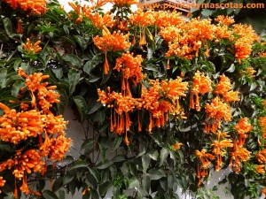 Bignonia de invierno, Trompetero naranja, Liana de llama (Pyrostegia ignea)