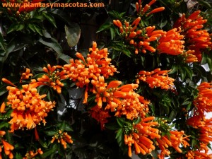 Bignonia de invierno, Trompetero naranja (Pyrostegia venusta)